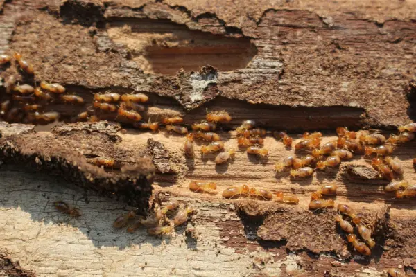 Cara Ampuh Mengatasi Rayap Pada Bedug Masjid - Lokanata Arta